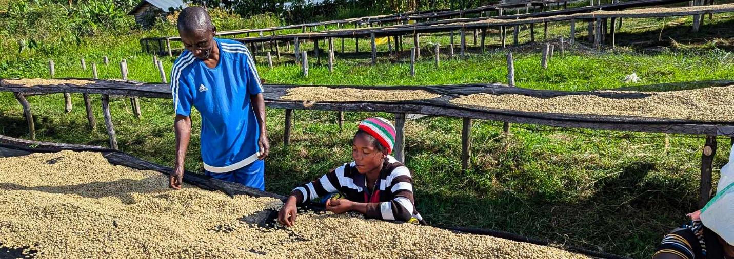 Producteurs KACCO triant le café