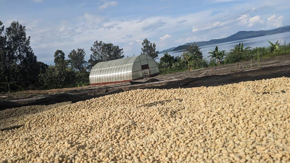 Séchage du café KACCO au bord du lac Kivu