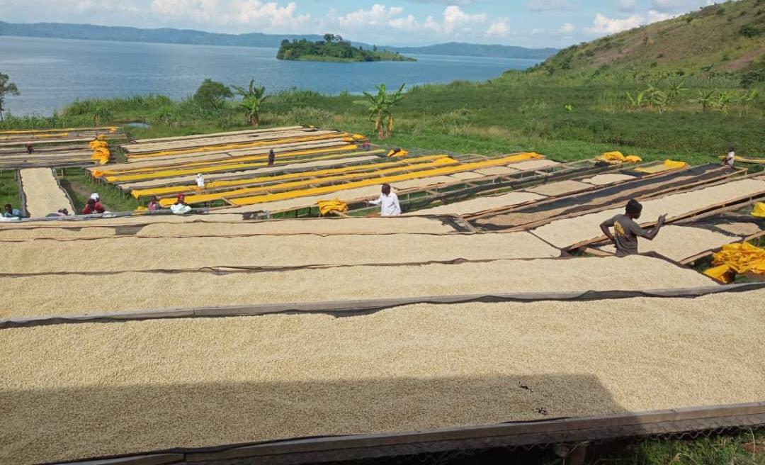 Séchage du café KACCO au bord du lac Kivu