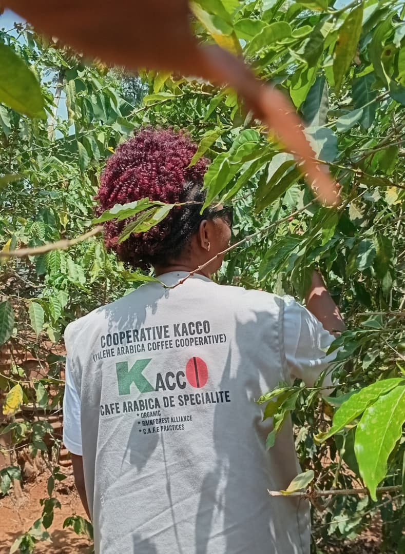 KACCO renforce son équipe agronomique pour mieux suivre les parcelles de café conformément aux exigences de conformité EUDR